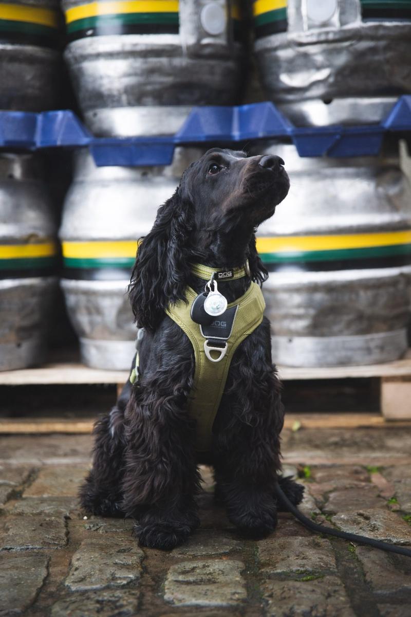 The Castle Brewery dog in the taproom